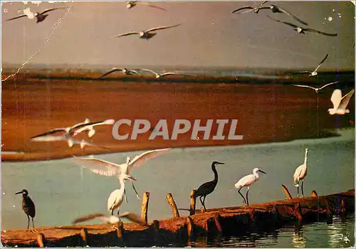 Cartes postales moderne Vol doiseaux