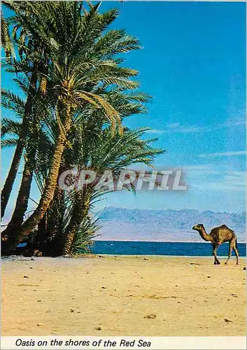 Cartes postales moderne Oasis on the shores of the red sea