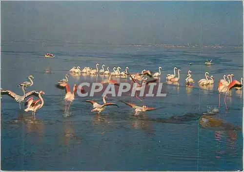 Cartes postales moderne La camargue envol de flamants roses