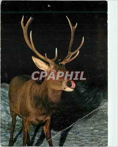 Cartes postales moderne Cervus elephus l rothirsch cerf stag hert