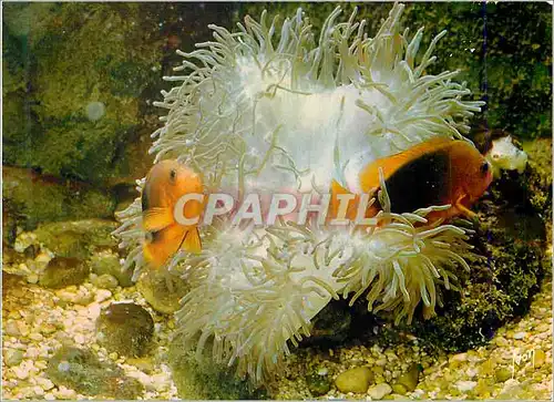 Moderne Karte Musee oceanographique de monaco clown de feu amphiprion ephippium