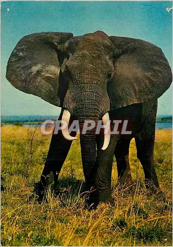 Cartes postales moderne Faune africaine elephant