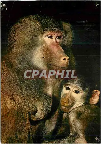 Cartes postales moderne Faune africaine babouins Singe