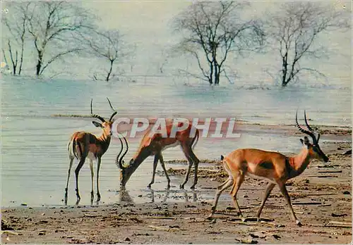 Cartes postales moderne Faune africainne antilopes
