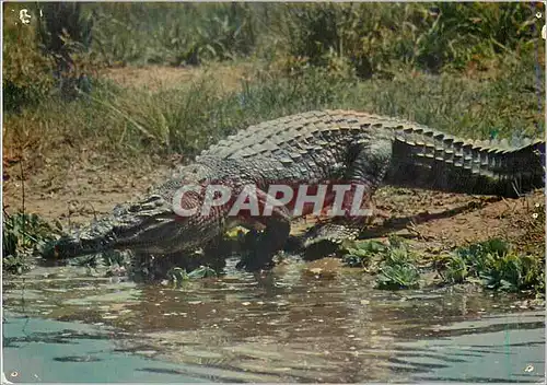 Moderne Karte Faune africainne crocodile