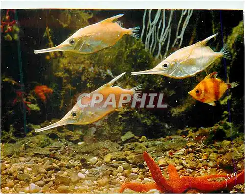 Cartes postales moderne Musee oceanographique de monaco becassine et poissons trompette