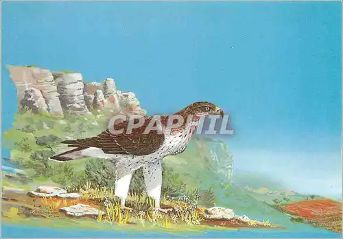 Cartes postales moderne Aigle de bonelli cette espece mediterraneenne est en danger