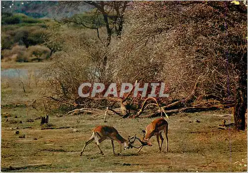 Moderne Karte Faune africainne combat d antilopes
