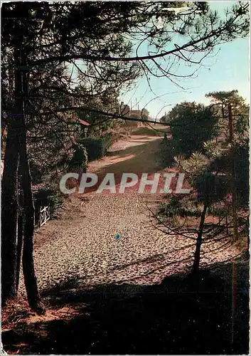 Cartes postales moderne 23 petit chemin de foret a saint jean de monts(vendee)