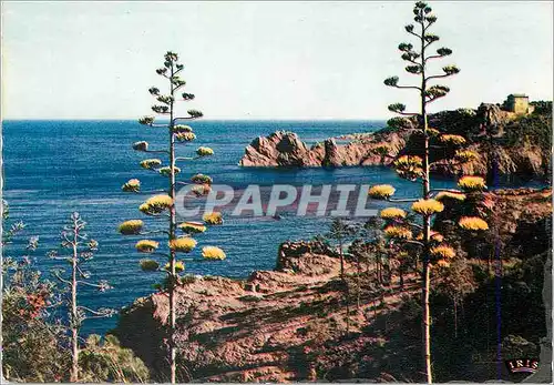 Cartes postales moderne Reflets de la cote d azur  les rives de la medilenanee