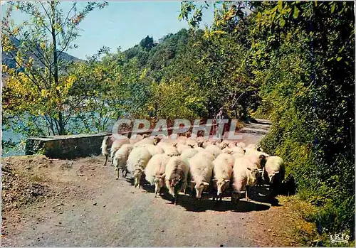 Cartes postales moderne Pays basque so 813 troupeau de brebis sur les bords de la bidassoa Moutons