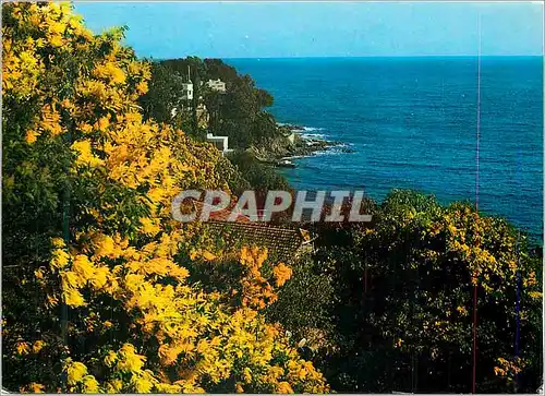 Cartes postales moderne Lumiere et beaute de la cote d azur rivages enchanteurs tapisses de mimosas