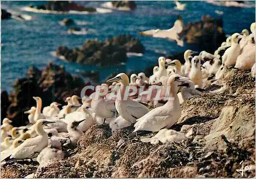 Cartes postales moderne La bretagne en couleurs mx 7245 les sept iles colonie de fous de bassan (photo gester)