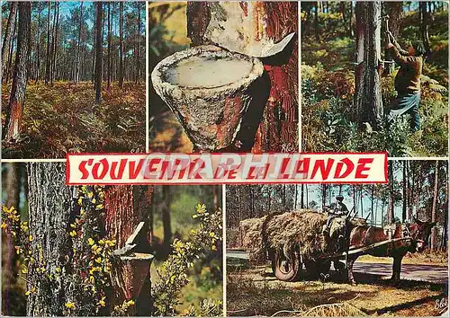 Cartes postales moderne N 992 la lande 40 Attelage Cheval Folklore