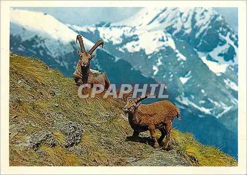 Cartes postales moderne 361 bovidae capra ibex (140 155 cm)