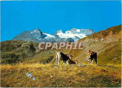 Moderne Karte 35 115 auf der alp im engadin Vaches