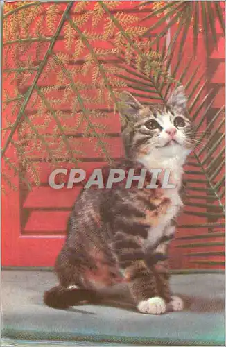 Cartes postales moderne Ombre verte Chat