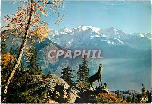 Cartes postales moderne Le Chamois des Alpes