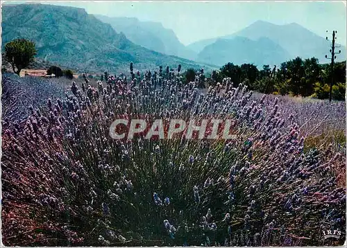 Moderne Karte Reflets de la Cote d Azur Au Pays de la Lavande Un beau bouquet de lavande