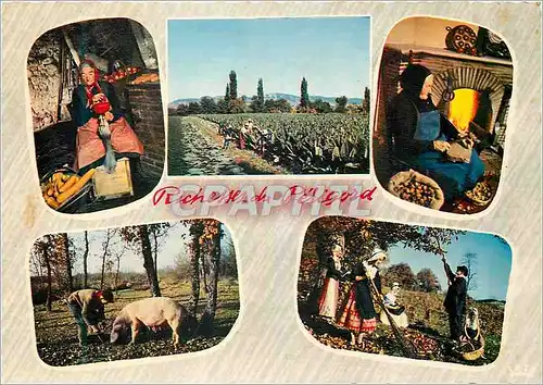 Cartes postales moderne Richesses du Perigord Les Oises Le Tabac Le Noir Cochon Porc