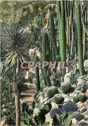 Cartes postales moderne Les Bords de la Riviera Prinicipaute de Monaco Dans le Jardin Exotique Groupe de Pachyereux et d