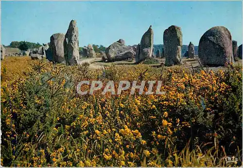 Cartes postales moderne Menhirs et Lande Fleurie