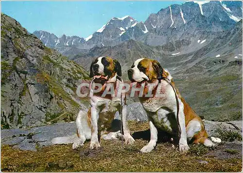 Moderne Karte Les Chiens des Moines du Gr St Bernard