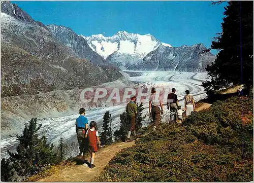 Moderne Karte Naturschutzgebeit Aletschwald am Grossen Aletschgletscher bei Reideralp Bettmeralp Wallis Wannen