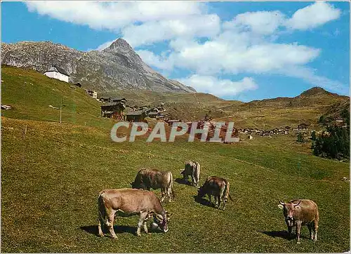 Cartes postales moderne Bettmeralp Wallis Bettmerhorn und Wurzenbord