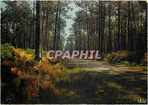 Cartes postales moderne Dans nor forets de Gascogne La Pinede