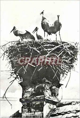 Cartes postales moderne Cigognes d Alsace