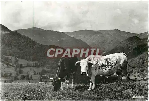 Cartes postales moderne Les Vosges Pittoresques Paturages Vaches