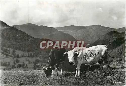 Moderne Karte Les Vosges Pittoresques Paturages Vaches