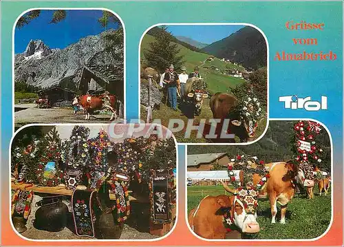 Cartes postales moderne Grusse vom Almabtrich Tirol