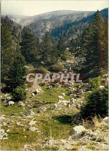 Cartes postales moderne Roussillon Massif du Canigou Brebis a l estive
