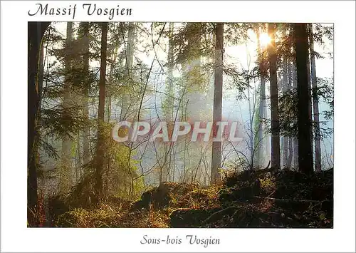 Cartes postales moderne Massif Vosgien Sous bois Vosgien aux aurores