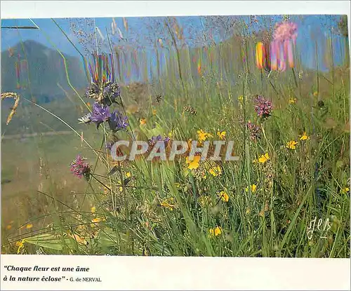 Moderne Karte Chateau fleur est une ame a la nature eclose Fleurs de montagne a la belle saison Auvergne