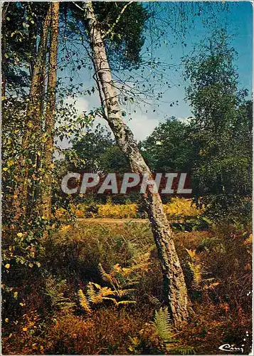 Cartes postales moderne En Sologne Un sous bois