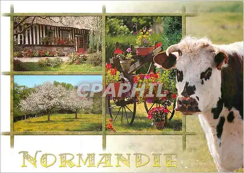 Cartes postales moderne Normandie Vache