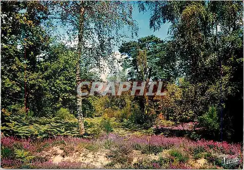 Cartes postales moderne En Sologne Sous bois bouleau bruyeres fourgeres