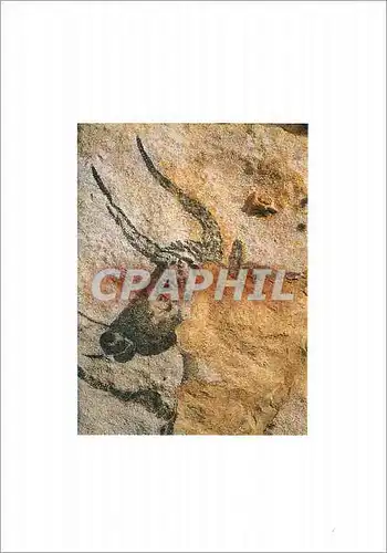 Cartes postales moderne Lascaux Montignac Dordogne Perigord Tete du Grand Taureau Salle des Taureaux parol droite