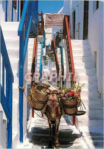 Cartes postales moderne Grece Ane Donkey