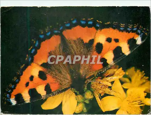 Moderne Karte Papillon