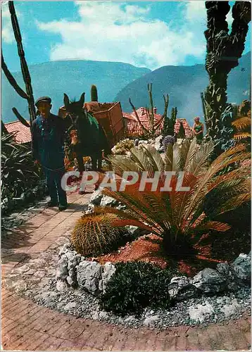 Moderne Karte Cote d'Azur Provence Vegetations exotiques et scene Pittoresque du Folklore Mediterraneen Ane Do