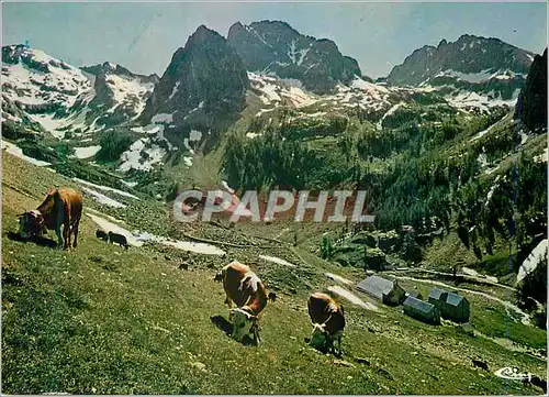 Cartes postales moderne St Martin Vesubie (Alpes Mar) Paturage Aupres  de la Madone de Fenestre Vaches