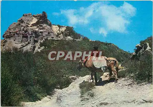 Cartes postales moderne Ischia Mont Epomeo Ane Donkey