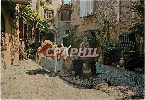 Cartes postales moderne Saint Paul (Alpes Maritimes) La Placette Cote d'Azur French Riviera Ane Donkey