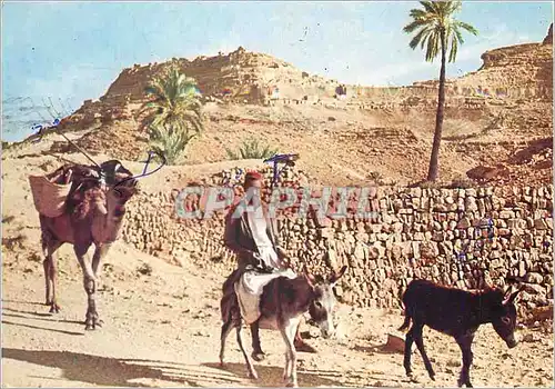 Moderne Karte Tunisie Chenini de Tataouine Ane Donkey
