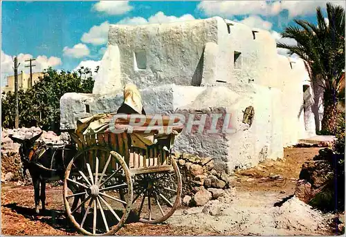 Cartes postales moderne Ibiza (Baleares) Maison et Charette Typiques Ane Donkey