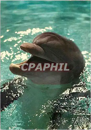 Cartes postales moderne Dauphin Delphinus